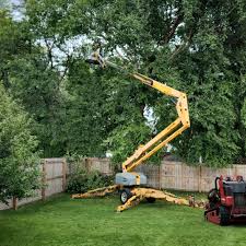 Best Tree Removal  in Arroyo Seco, NM