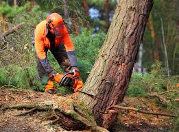 Best Hazardous Tree Removal  in Arroyo Seco, NM